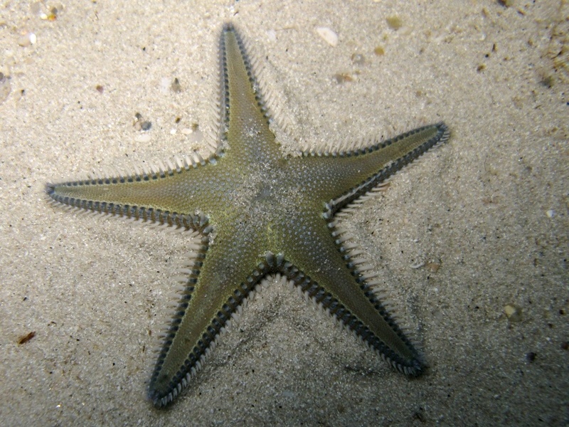 Astropecten platyacanthus (Philippi, 1837)